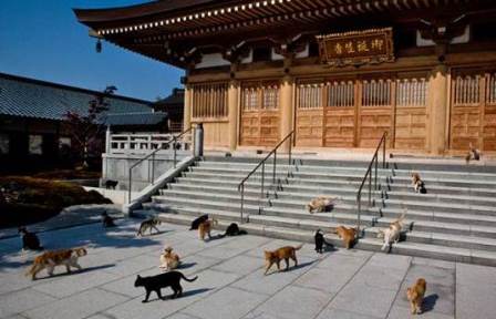 越前かるた 猫寺